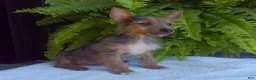 Yorkshire Terrier dogs for sale: Tinker - Ad 3