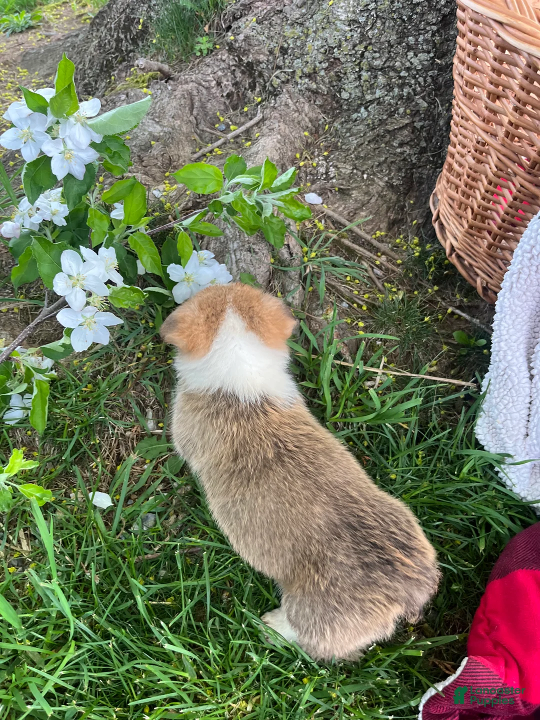 Welsh Corgi Pembroke dogs for sale: THeresa🐾❤️Akc Genetic Tested CLear ❤️Text 717-297-7560 - Ad 2