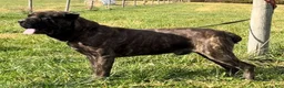 Cane Corso dogs for sale: Sadie - Ad 12