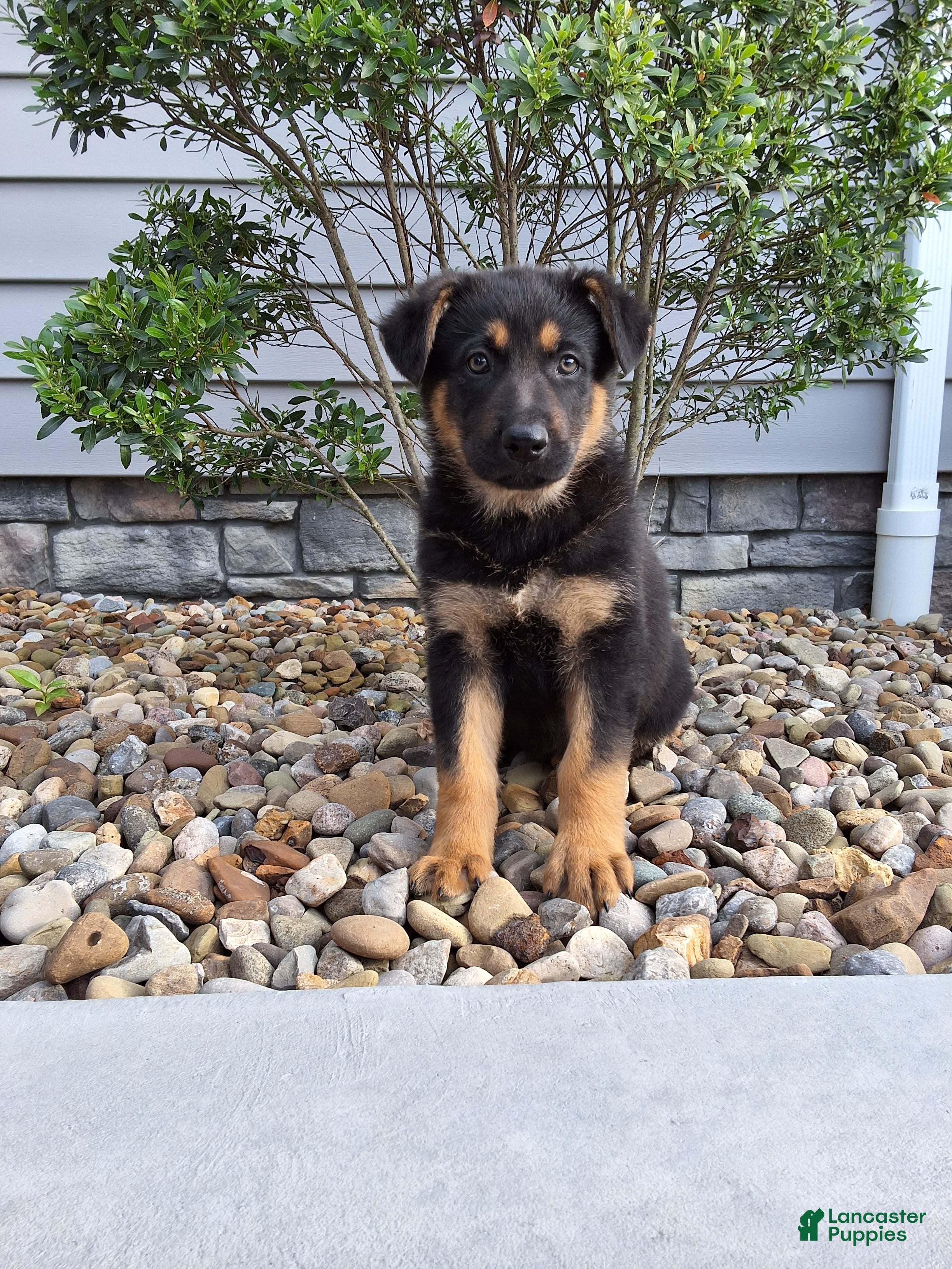 German Shepherd dogs Karl - Ad 2