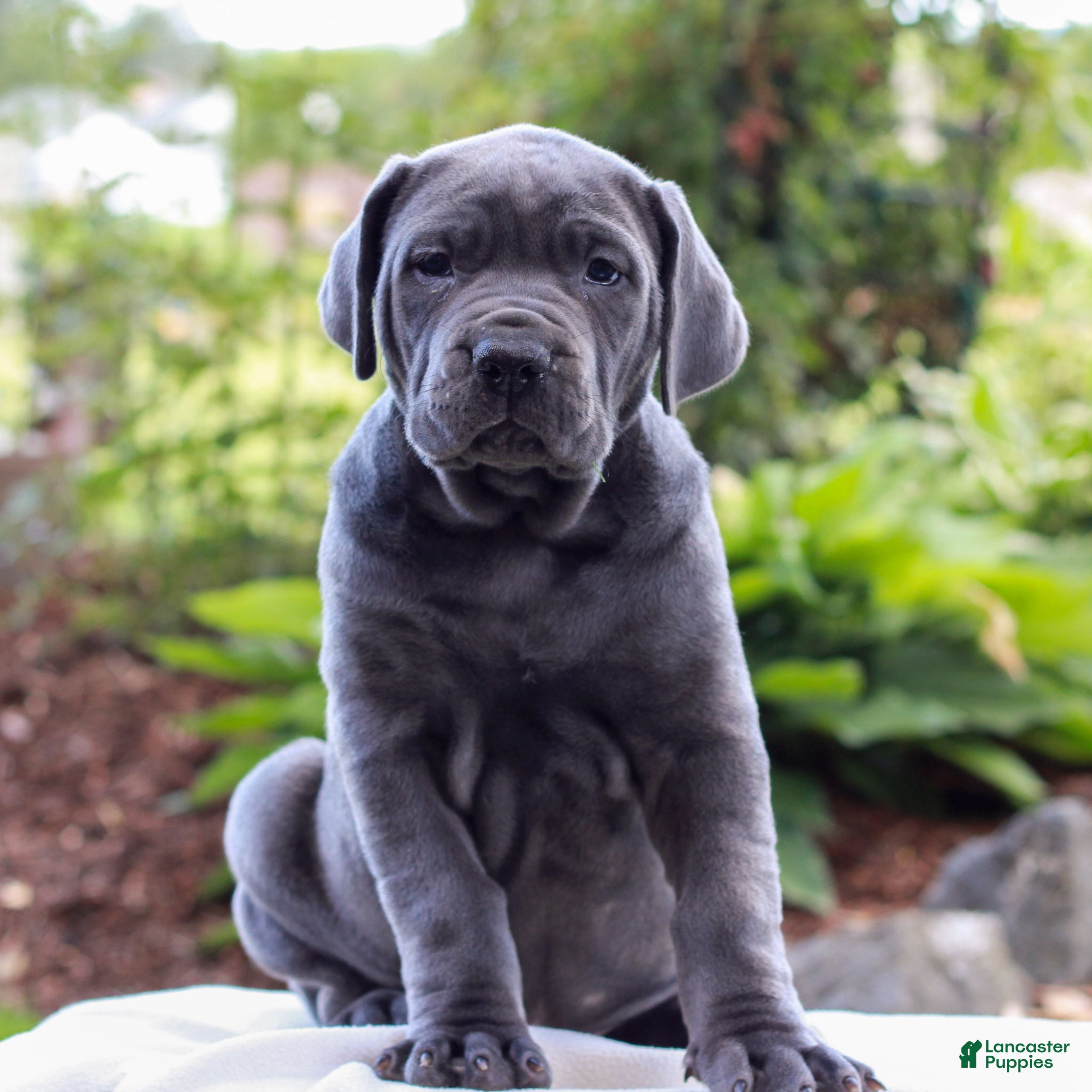 Cane Corso dogs Skye  - Ad 1