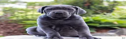 Cane Corso dogs for sale: Skye  - Ad 1