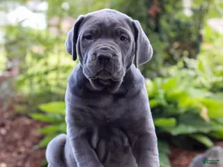 Cane Corso dogs for sale: Skye - Ad 1