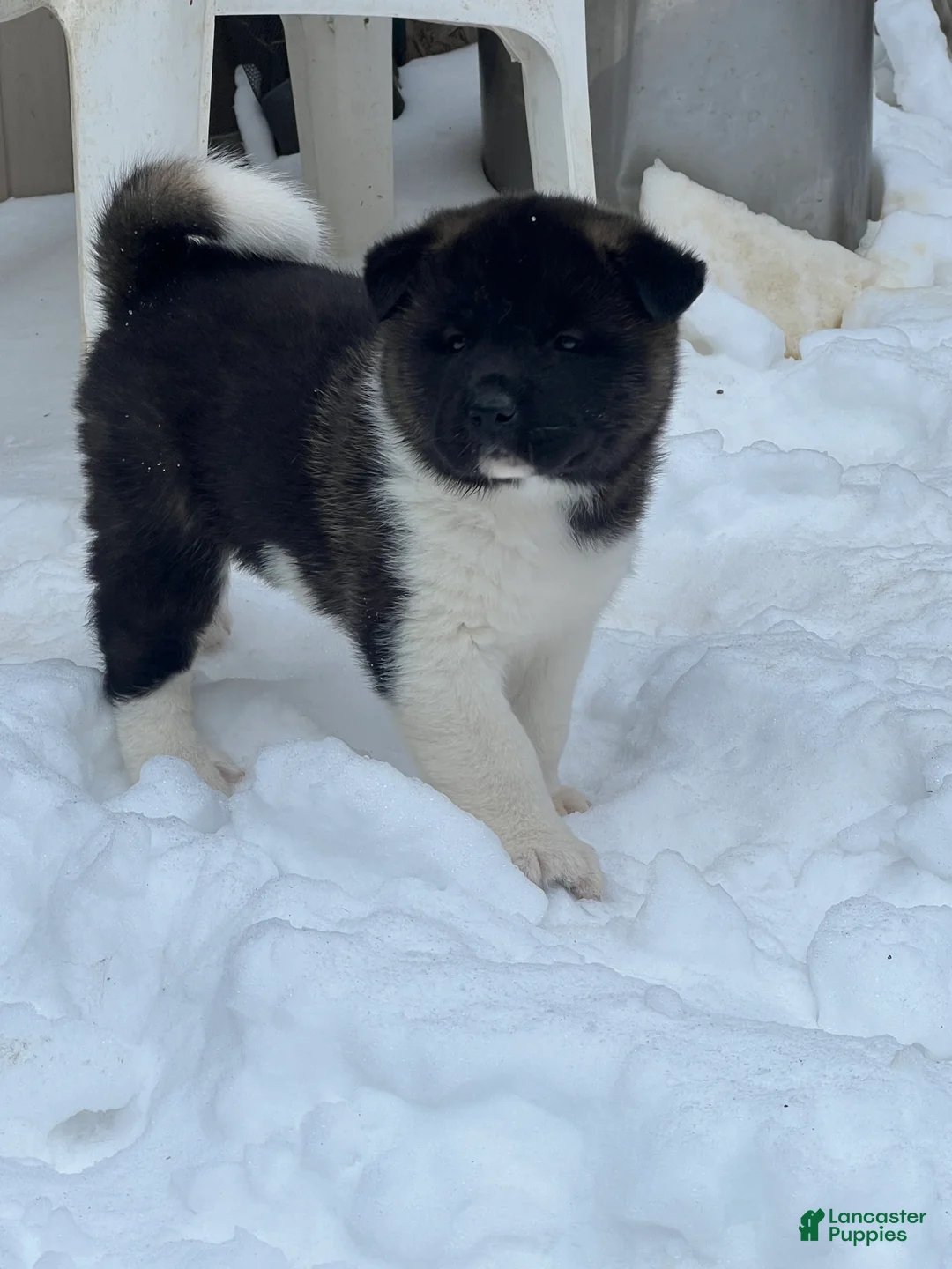 Akita dogs for sale: Cupid - Ad 4