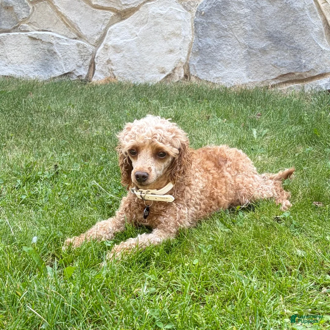 Toy Poodle dogs for sale: Bear - Ad 4
