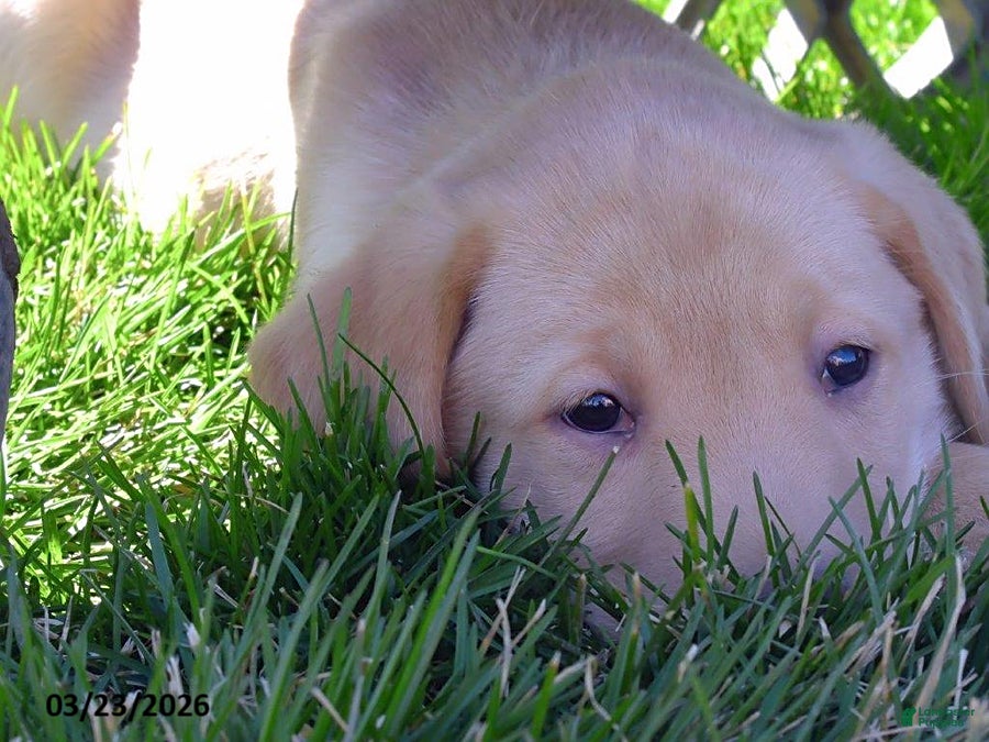 Labrador Retriever dogs Bandit - Ad 2