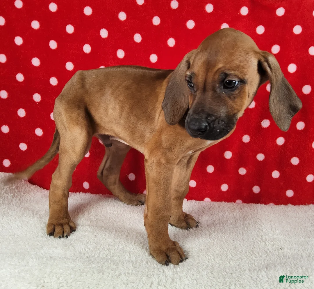Rhodesian Ridgeback dogs for sale: Harley - Ad 7