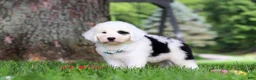 Sheepadoodle dogs for sale: Mason - Ad 5