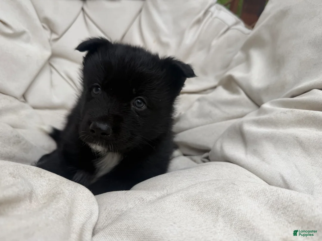 Mixed Breed dogs for sale: Bear - Ad 2