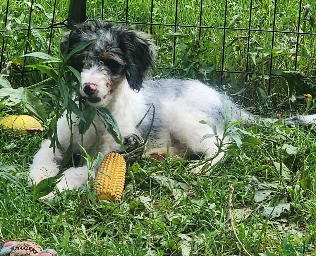 Bernedoodle dogs for sale: Bernedoodle 1 - Ad 1