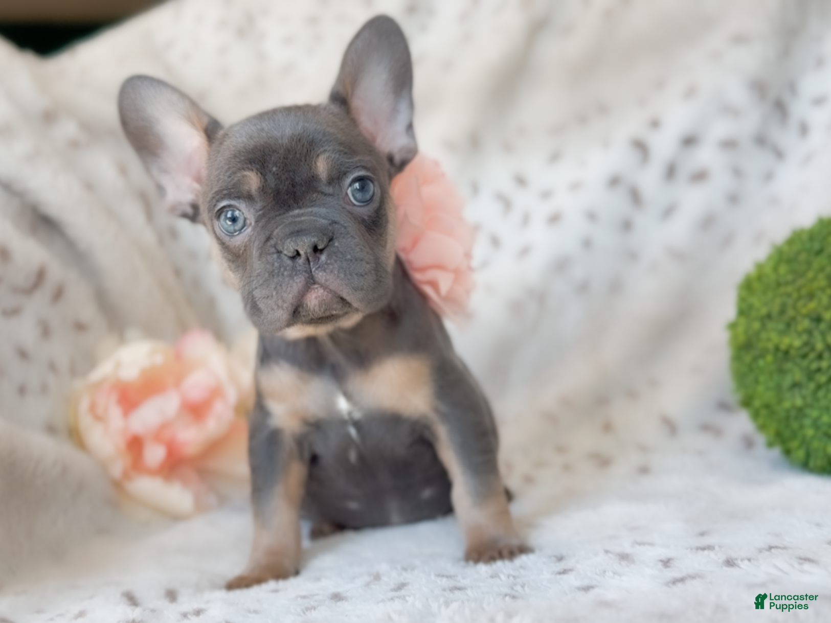French Bulldog dogs Macaroon - Ad 7