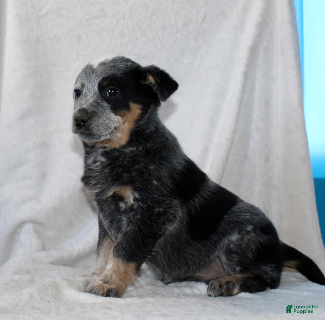 Australian Cattle Dog dogs for sale: Lewy - Ad 6