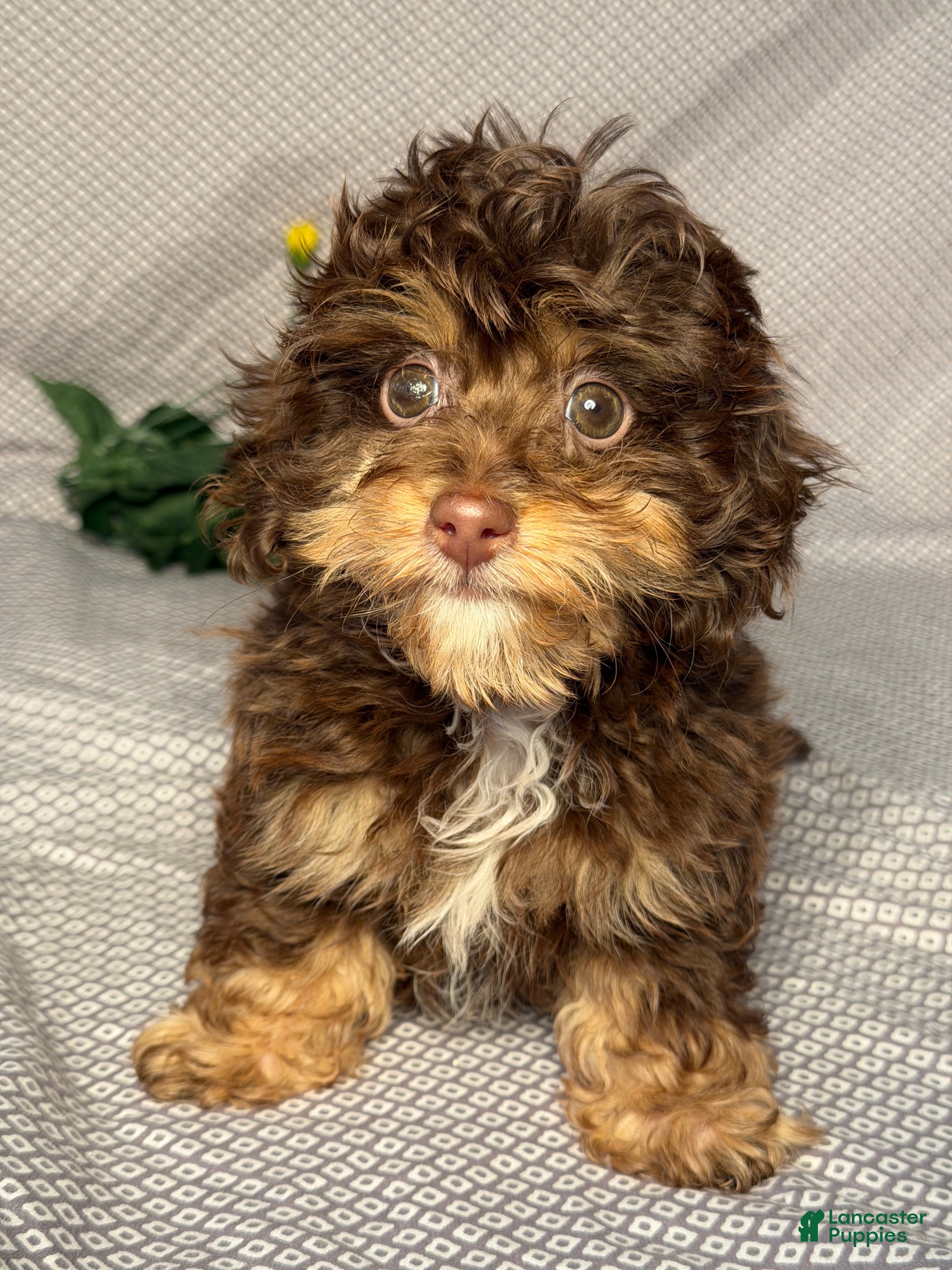 Mixed Breed dogs Chase - Ad 1