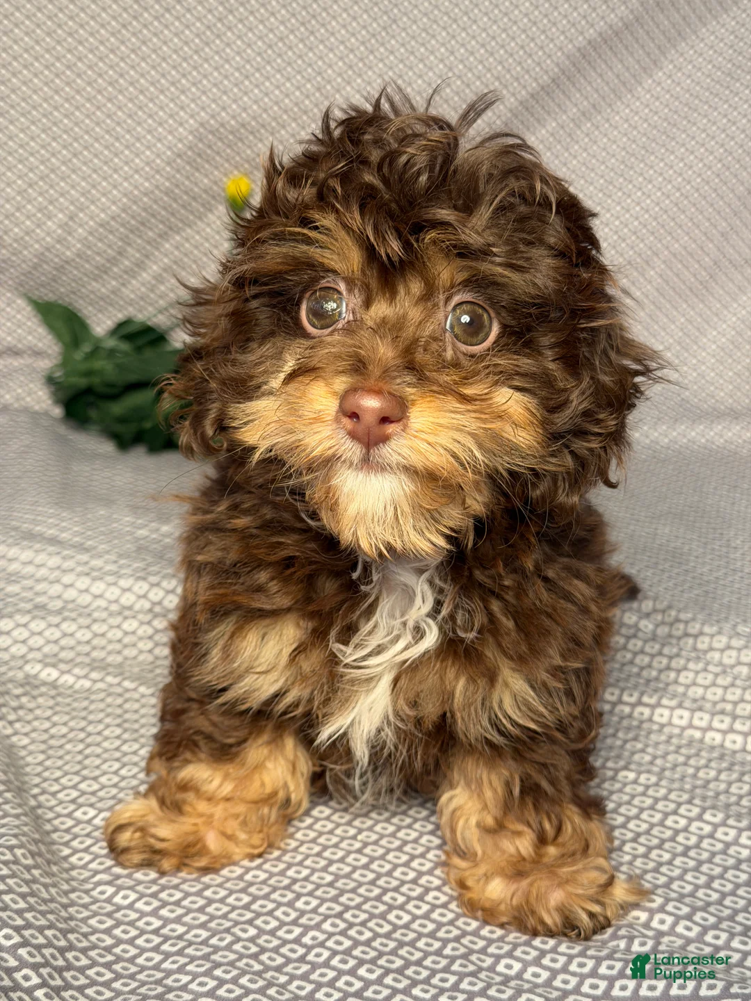 Mixed Breed dogs for sale: Chase - Ad 1