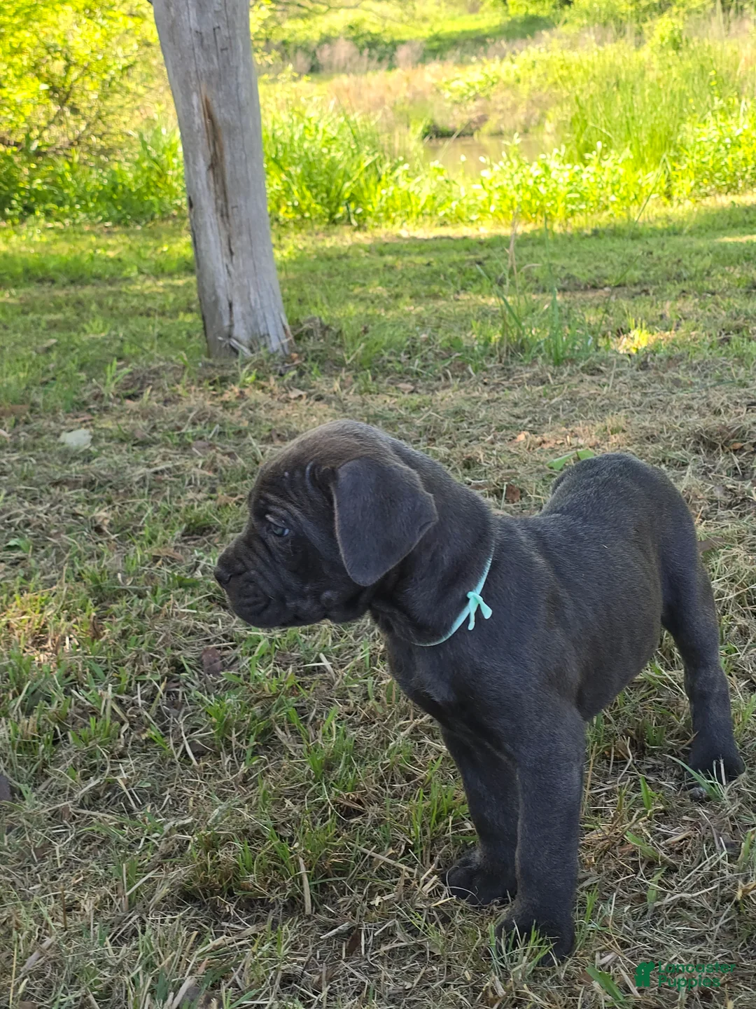 Cane Corso dogs for sale: Cane Corso Puppy 6 - Ad 2
