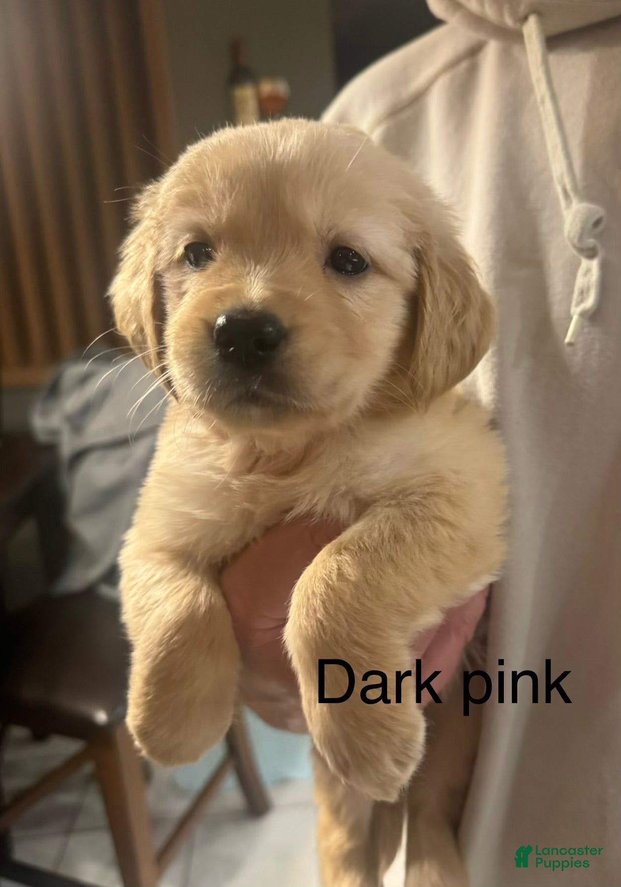 Golden Retriever dogs Dark pink  - Ad 29