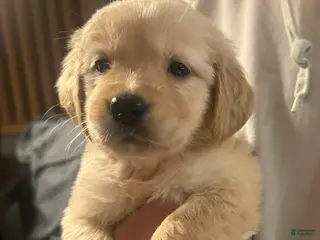 Golden Retriever dogs Dark pink - Ad 29