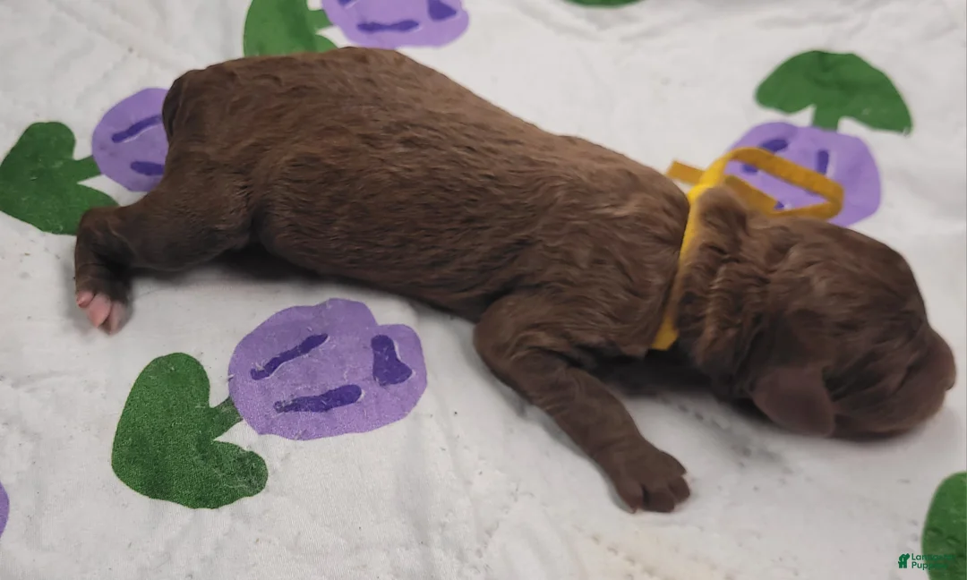 Labradoodle dogs for sale: Gooseberry - Ad 5