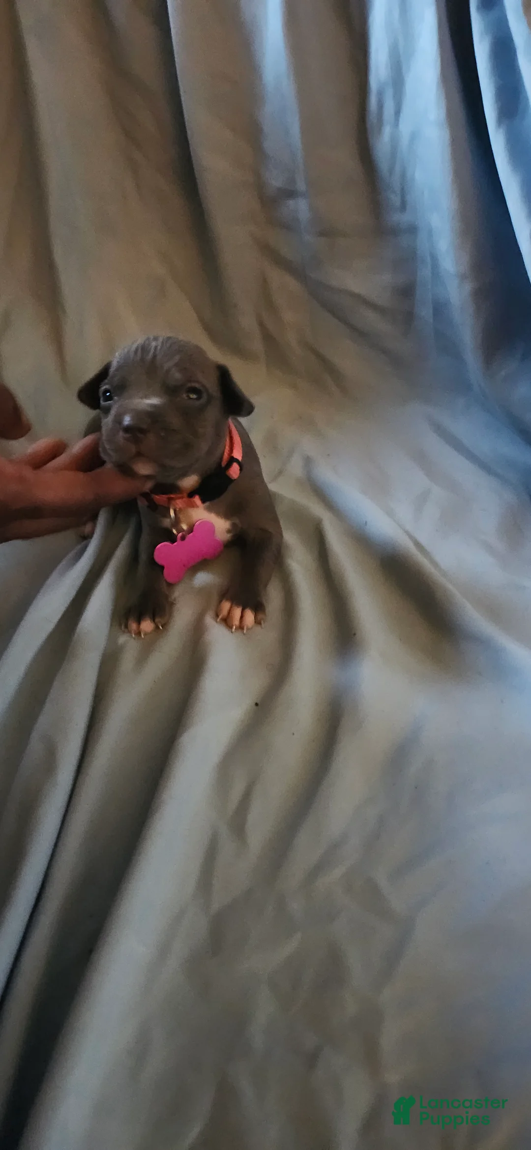 American Pit Bull Terrier dogs for sale: American Pit Bull Terrier 1 - Ad 2