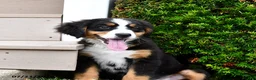 Bernese Mountain Dog dogs for sale: Daisy - Ad 2