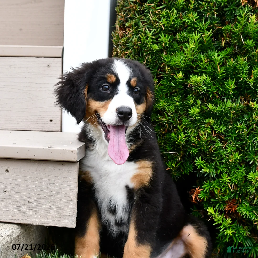 Bernese Mountain Dog dogs for sale: Daisy - Ad 2