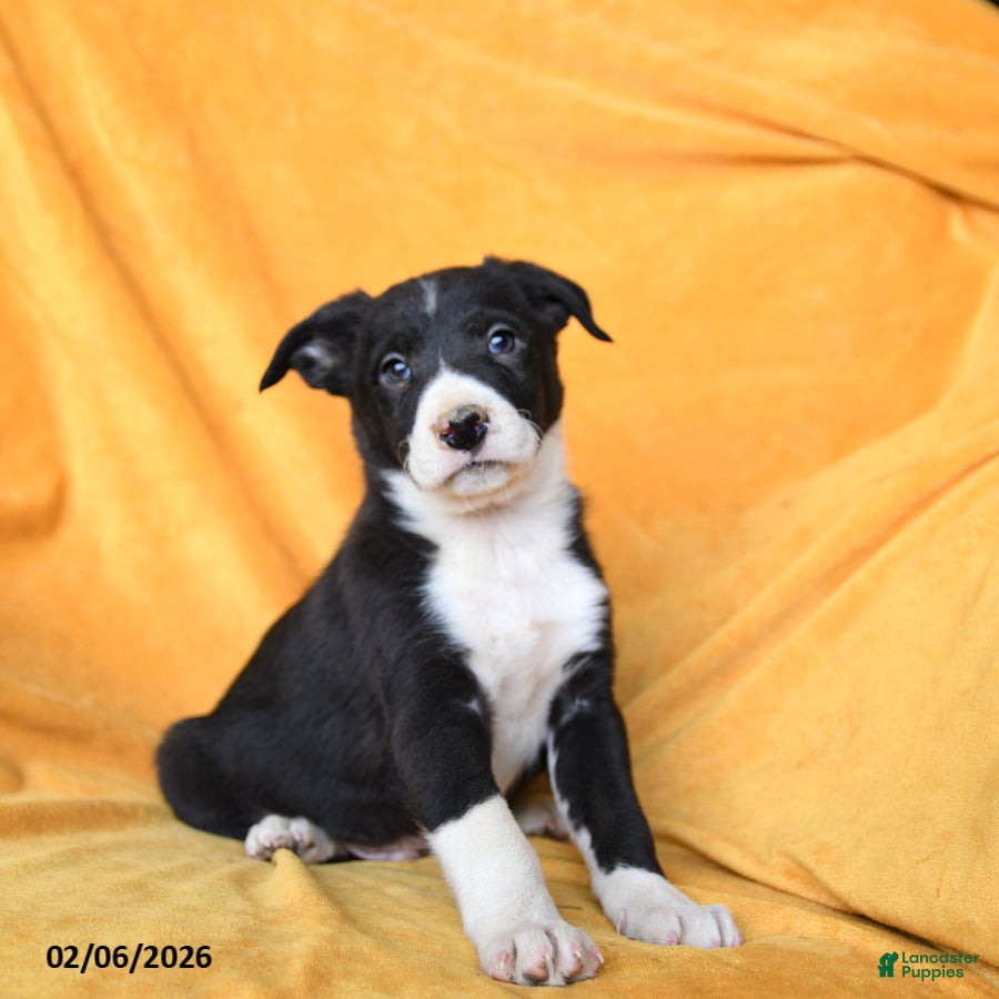 Border Collie dogs Walnut - Ad 2