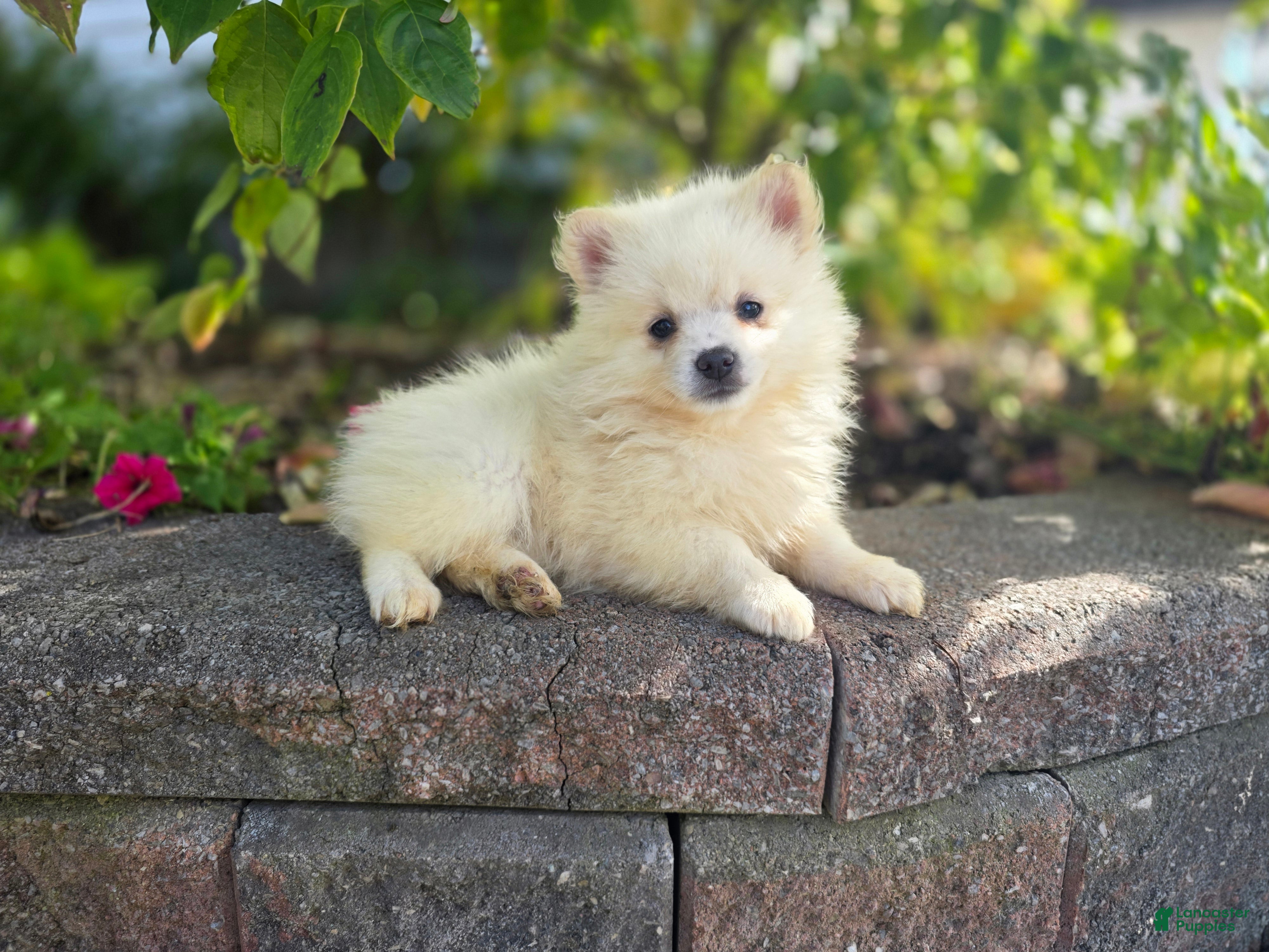 Pomeranian dogs Stella- Cream - Ad 1