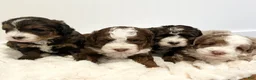 Mini Bernedoodle dogs for sale: Tango  - Ad 4