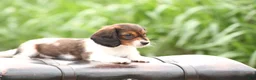 Dachshund dogs for sale: Smokey - Ad 4