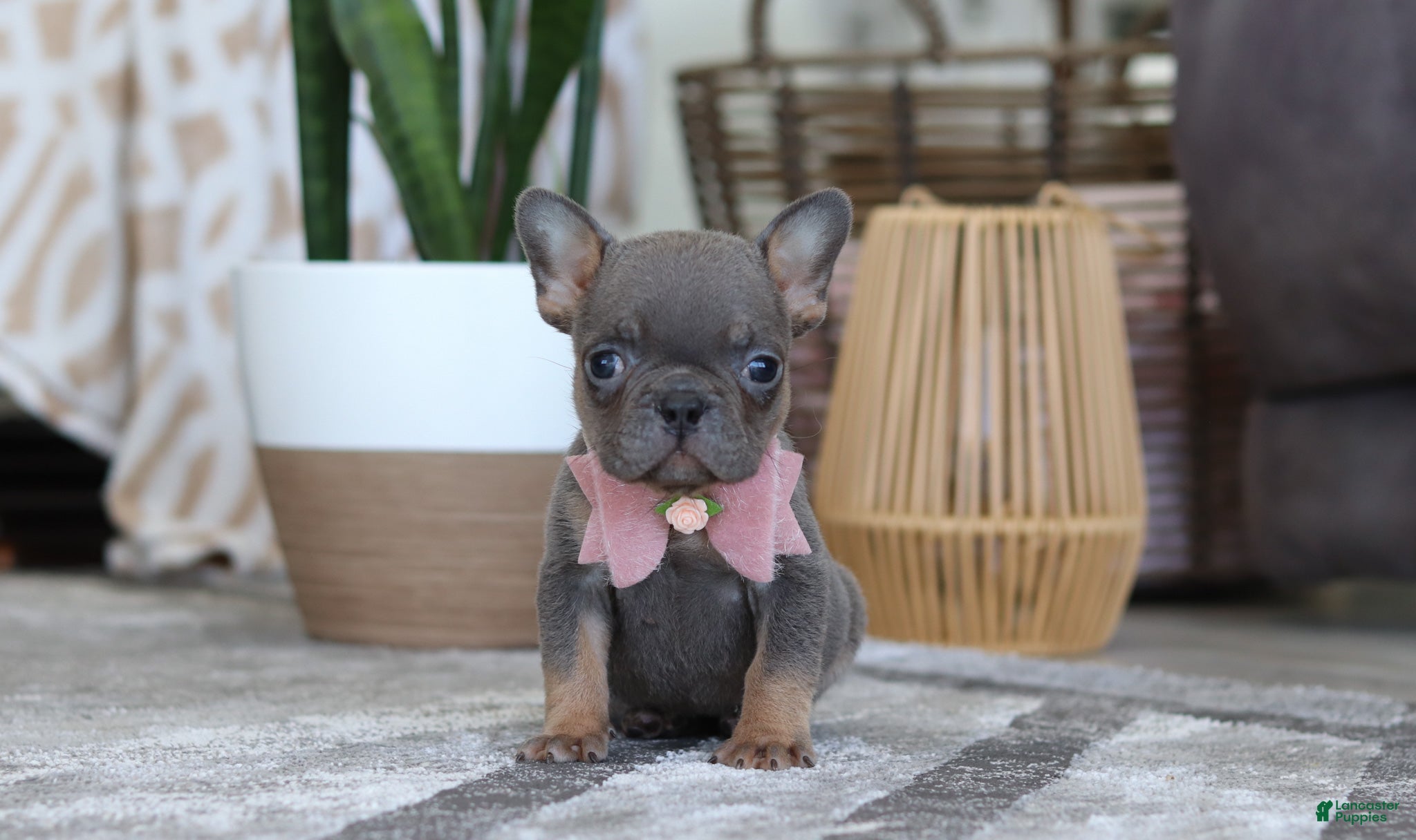 French Bulldog dogs Brooklyn - Ad 22