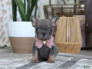 French Bulldog dogs Brooklyn - Ad 22