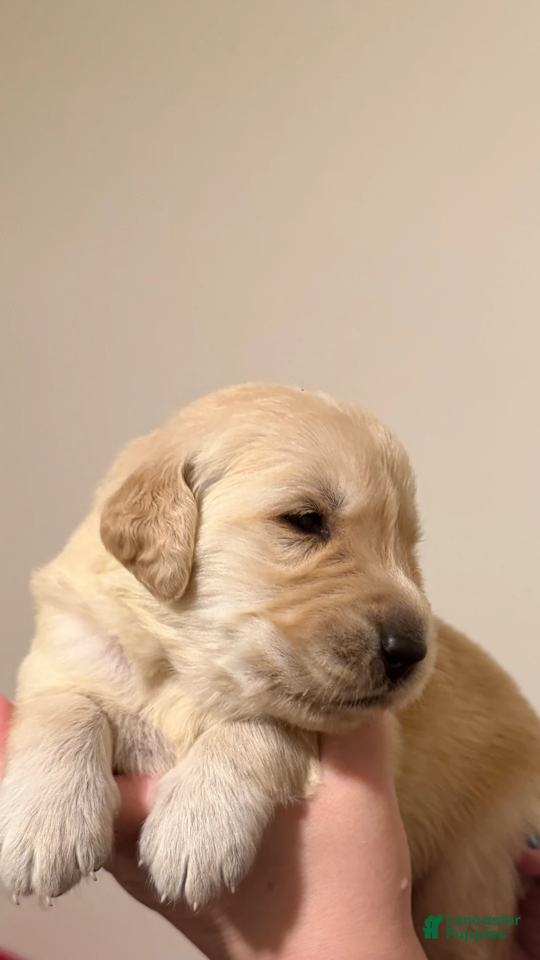 Golden Retriever dogs for sale: Golden Retriever 1 - Ad 2