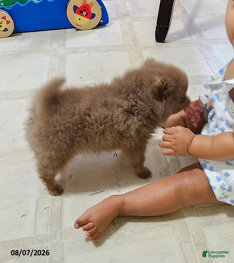 Pomeranian dogs Teddy - Ad 2
