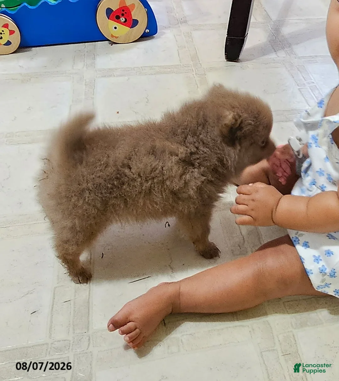 Pomeranian dogs for sale: Teddy - Ad 2