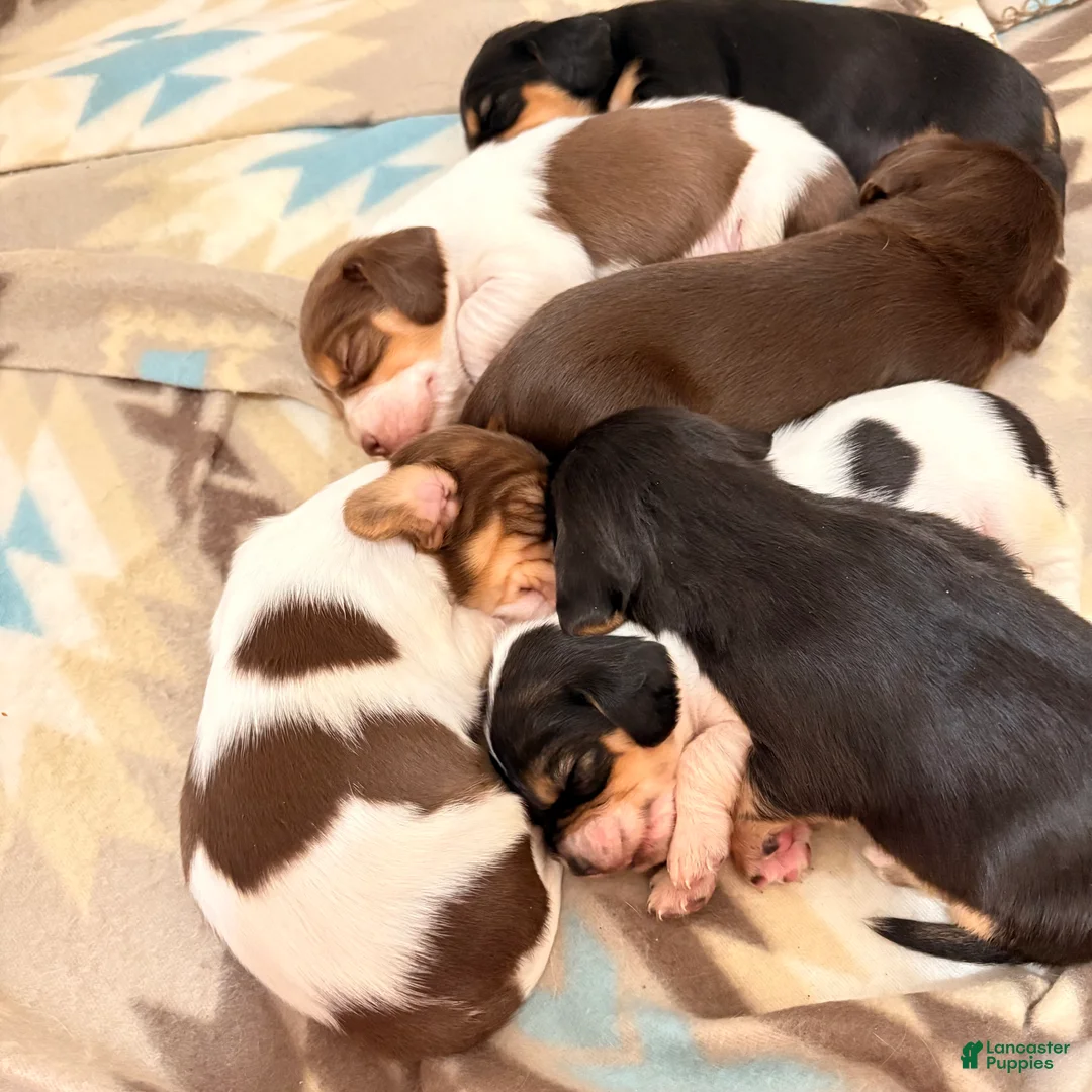 Cocker Spaniel dogs for sale: Cocker Spaniel Puppy 4 - Ad 1