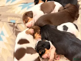 Cocker Spaniel dogs Cocker Spaniel Puppy 4 - Ad 4