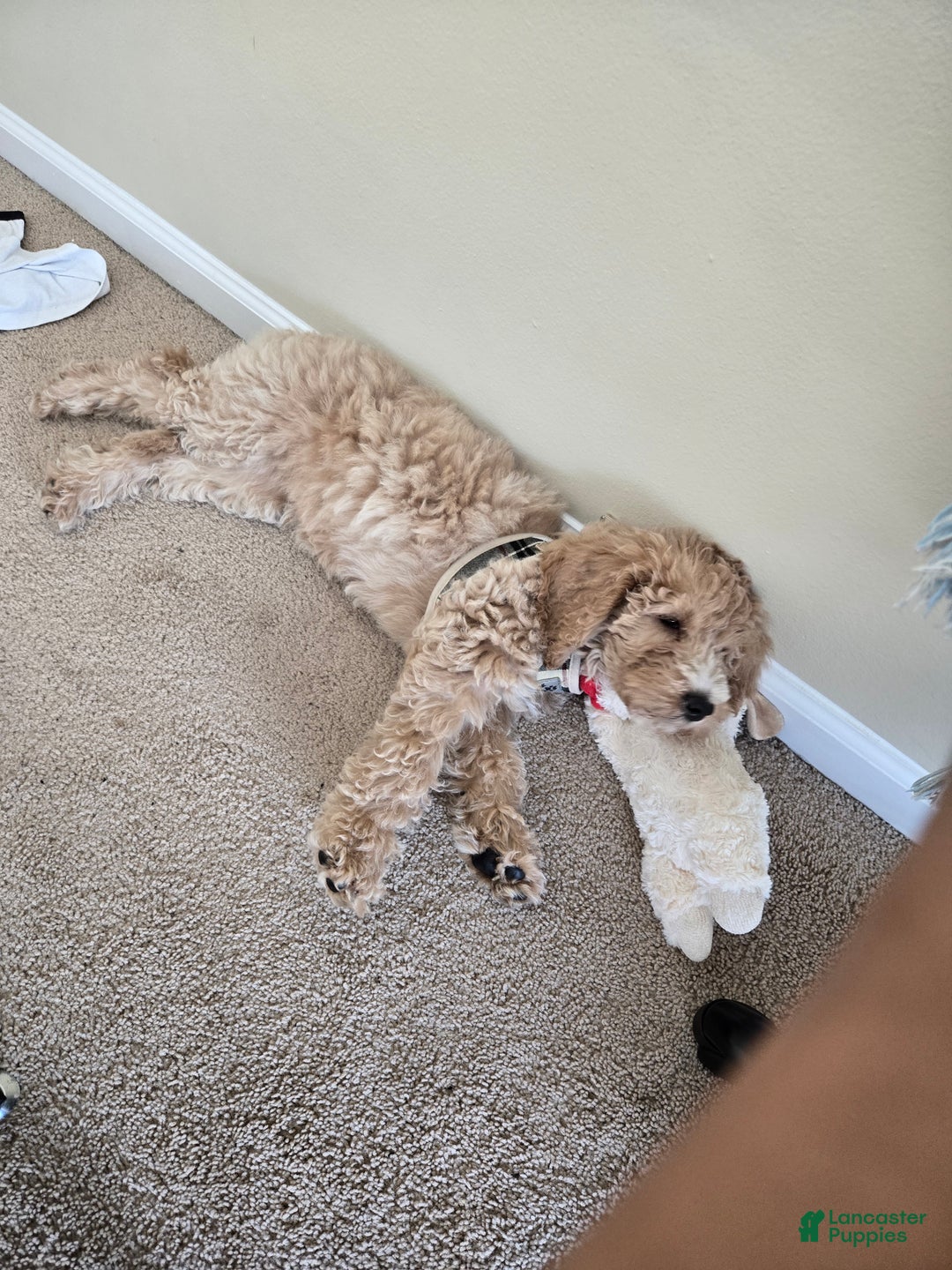 Goldendoodle dogs for sale: Goldendoodle Puppy  - Ad 6