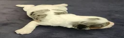 Cockapoo dogs for sale: #2 Female (Leslie's) - Ad 6