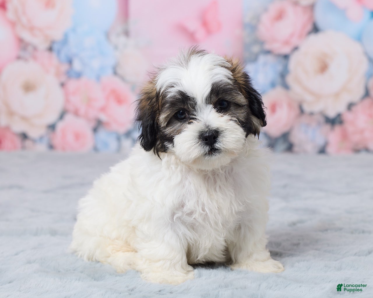 Teddy Bear dogs for sale: Mason - Ad 3
