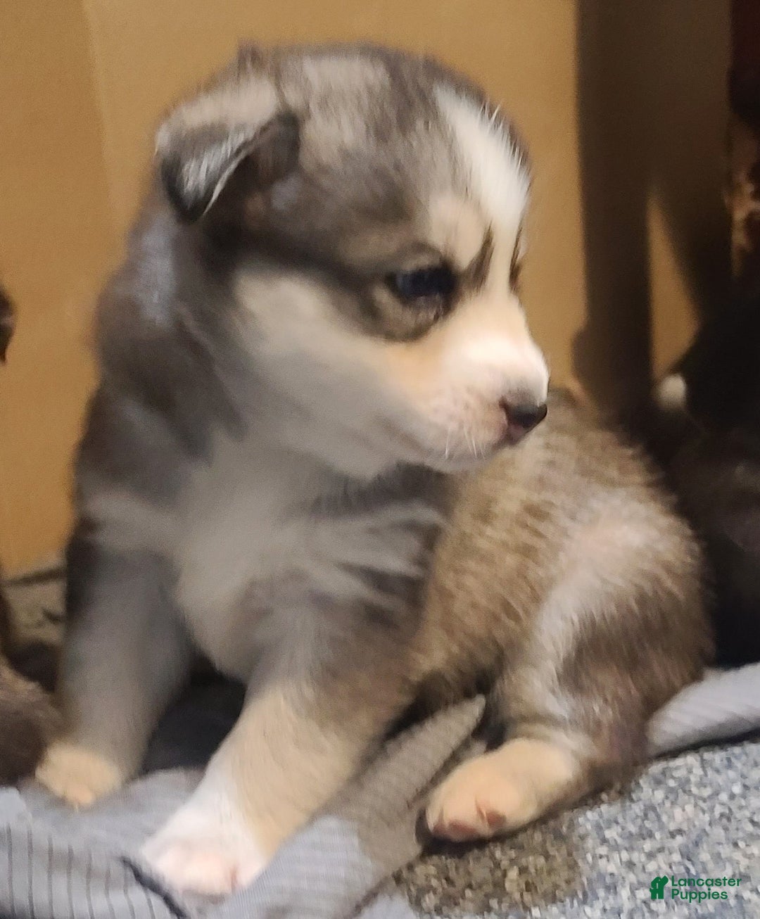 Pomsky dogs for sale: Furi - Ad 4