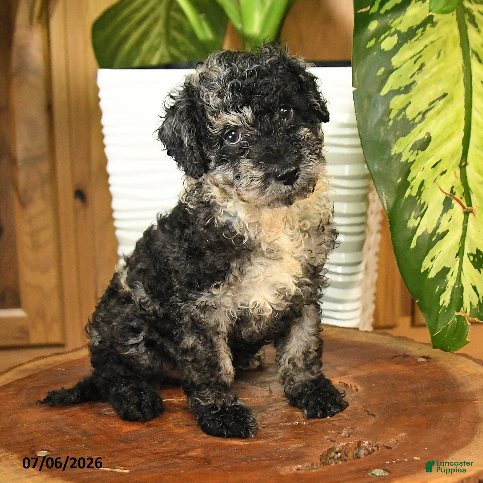 Miniature Poodle dogs Andrew - Ad 2