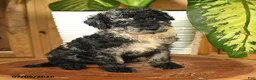 Miniature Poodle dogs for sale: Andrew - Ad 2