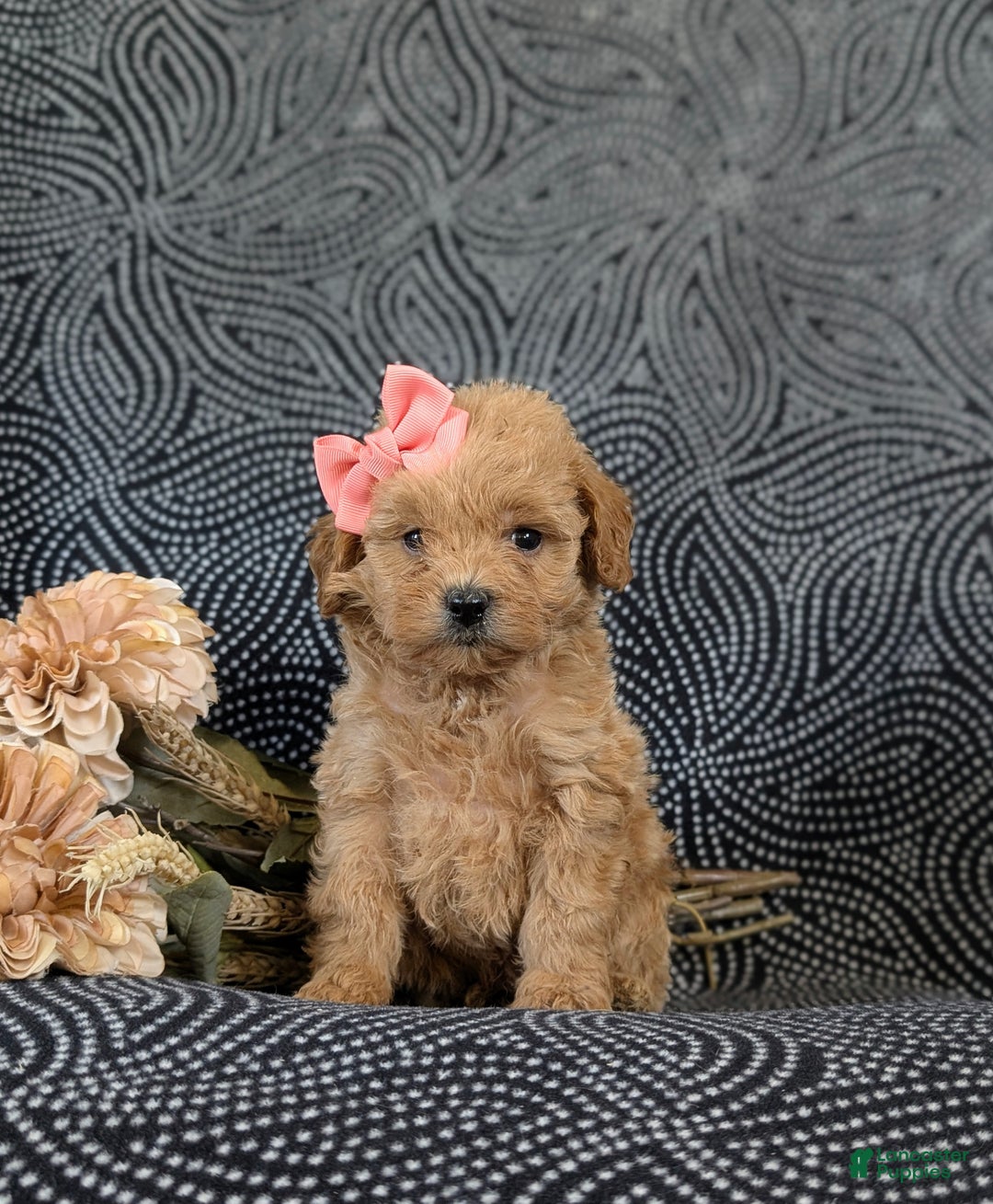 Cockapoo dogs for sale: Aurora Hypoallergenic - Ad 2