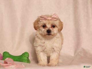 Havapoo dogs - Ad 25