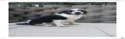 Bernedoodle dogs for sale: Mitch - Ad 6