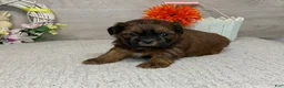 Shih Tzu dogs for sale: Lance - Ad 2