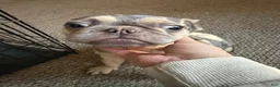 French Bulldog dogs for sale: French Bulldog 1 - Ad 6