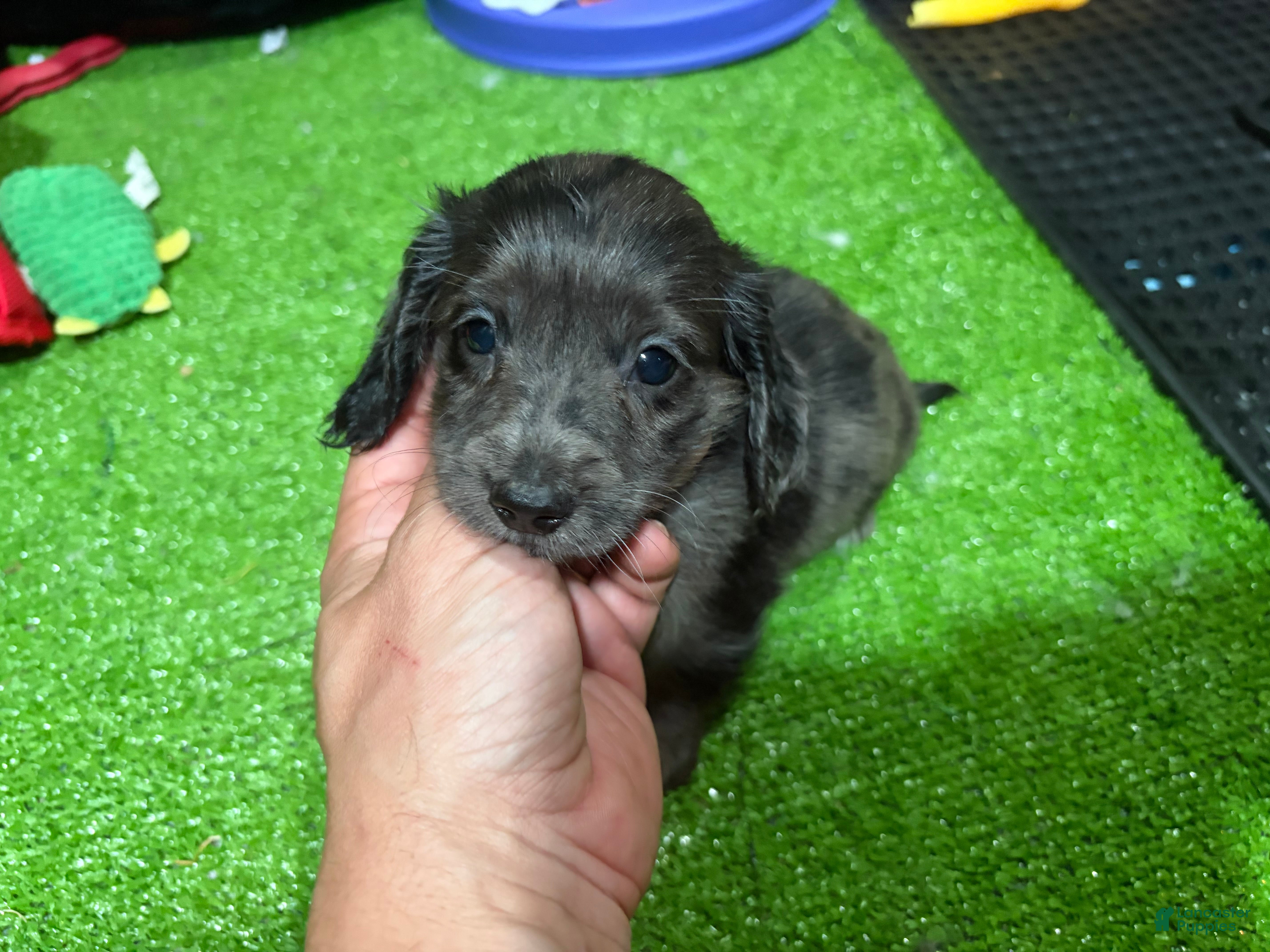 Miniature Dachshund dogs Jean - Ad 25