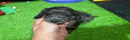 Miniature Dachshund dogs for sale: Jean - Ad 1