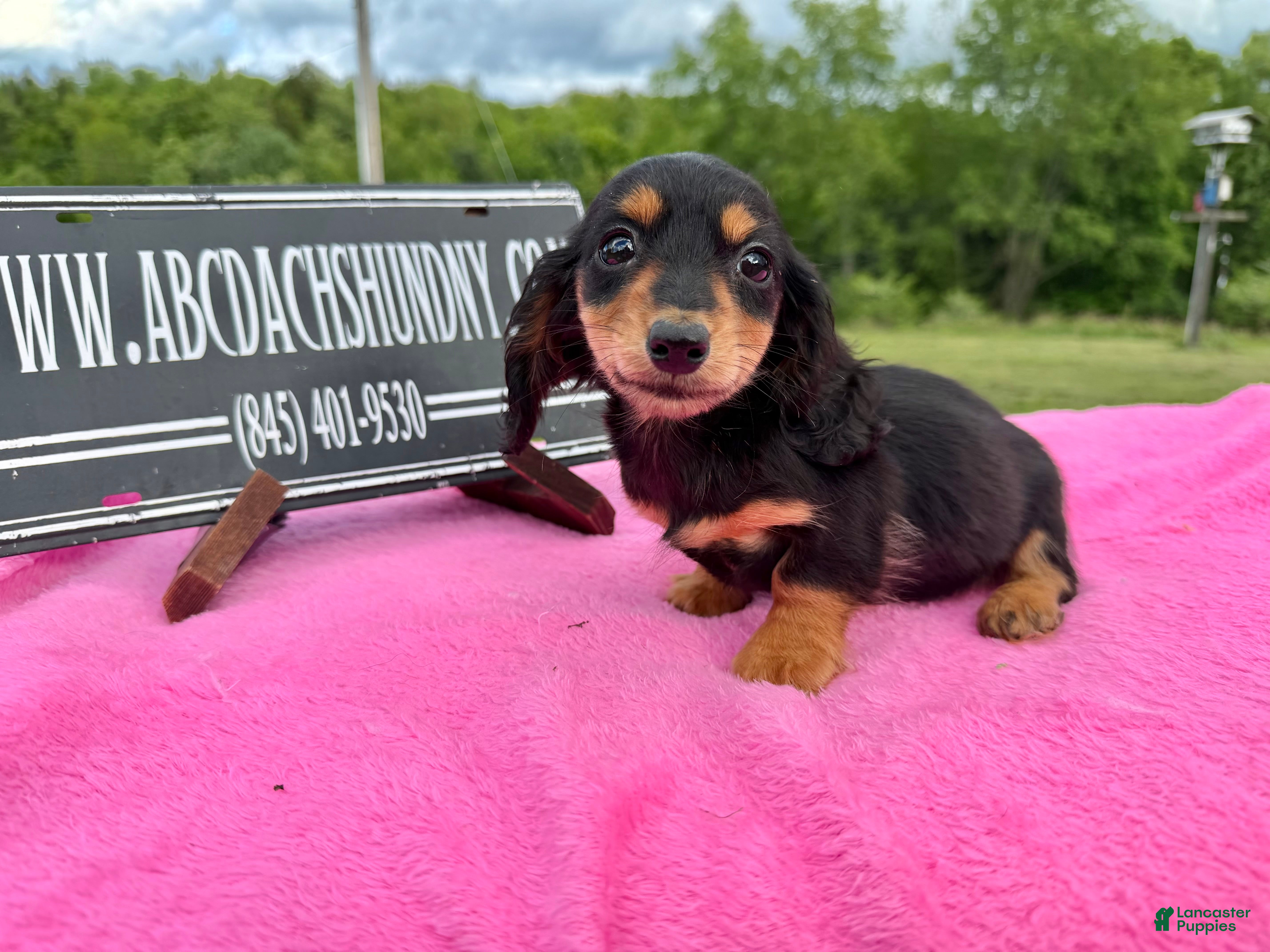 Miniature Dachshund dogs Russian -Sale - Ad 33